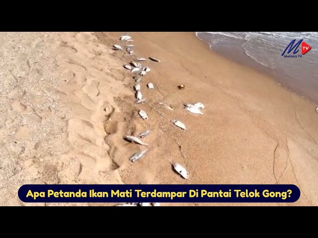 Apa Petanda Ikan Mati Terdampar Di Pantai Telok Gong?
