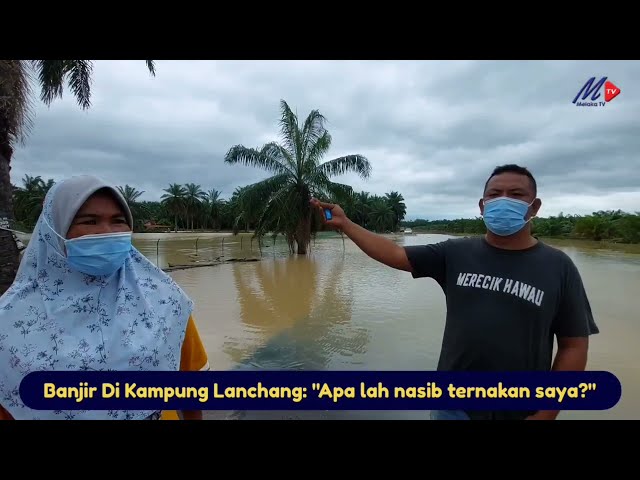 #BanjirMelaka Kampung Lancang: “Apa lah nasib ternakan saya?”