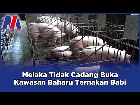 bbbMelaka Tidak Cadang Buka Kawasan Baharu Ternakan Babi