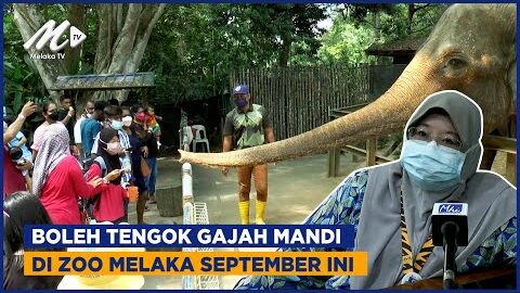 Boleh Tengok Gajah Mandi Di Zoo Melaka September Ini