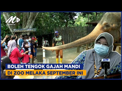 Boleh Tengok Gajah Mandi Di Zoo Melaka September Ini