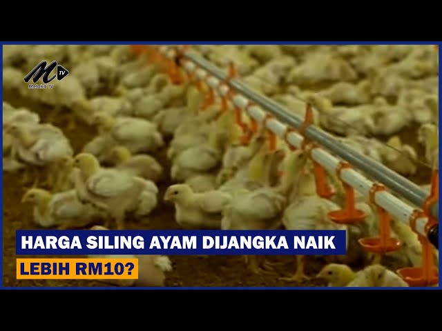Harga Siling Ayam Dijangka Naik Lebih RM10?