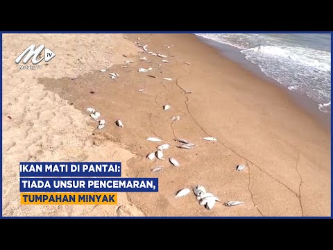 Ikan Mati Di Pantai: Tiada Unsur Pencemaran, Tumpahan Minyak