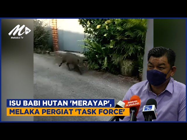 Isu Babi Hutan ‘Merayap’, Melaka Pergiat ‘Task Force’
