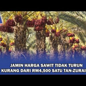 Jamin Harga Sawit Tak Turun Kurang Rm4,500 Satu Tan