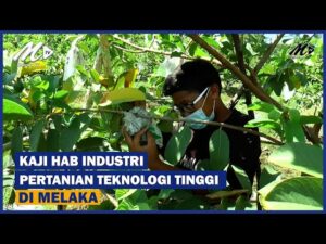 Kaji Hab Industri Pertanian Teknologi Tinggi Di Melaka