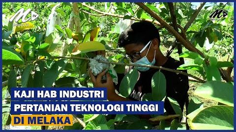 Kaji Hab Industri Pertanian Teknologi Tinggi Di Melaka