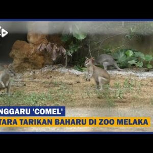 Kanggaru ‘comel’ Antara Tarikan Baharu Di Zoo Melaka