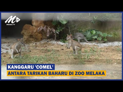 Kanggaru ‘Comel’ Antara Tarikan Baharu Di Zoo Melaka