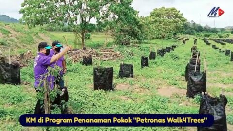 Km Di Program Penanaman Pokok “petronas Walk4trees”