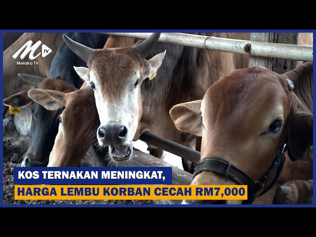 Kos Ternakan Meningkat, Harga Lembu Korban Cecah Rm7,000