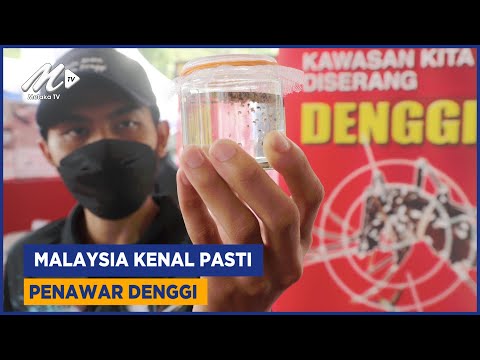Malaysia Kenal Pasti Penawar Denggi