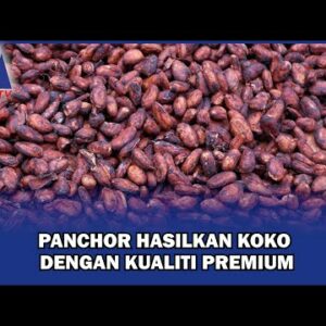 Panchor Hasilkan Koko Dengan Kualiti Premium