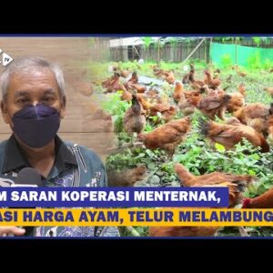 Skm Saran Koperasi Menternak, Atasi Harga Ayam, Telur Melambung