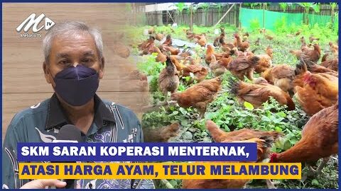Skm Saran Koperasi Menternak, Atasi Harga Ayam, Telur Melambung