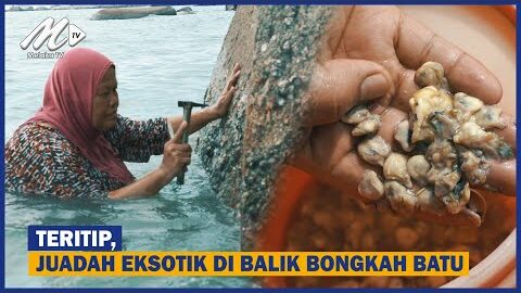 Teritip, Juadah Eksotik Di Balik Bongkah Batu