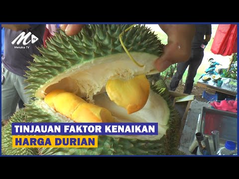 Tinjauan Faktor Kenaikan Harga Durian