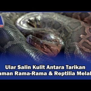 Ular Salin Kulit Antara Tarikan Taman Rama Rama & Reptilia Melaka