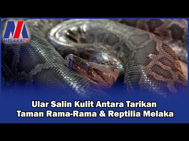 Ular Salin Kulit Antara Tarikan Taman Rama Rama & Reptilia Melaka