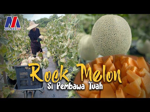 Rock Melon Si pembawa Tuah