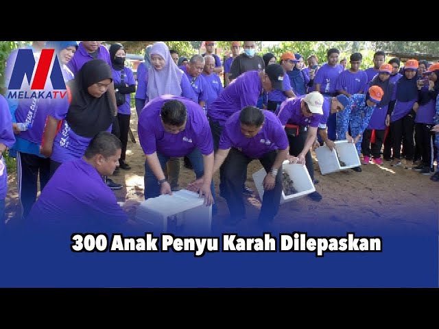 300 Anak Penyu Karah Dilepaskan
