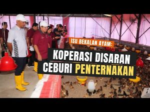 Isu Bekalan Ayam: Koperasi Disaran Ceburi Penternakan
