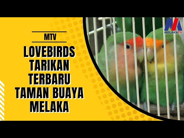 Lovebird Tarikan Terbaharu Taman Buaya Melaka