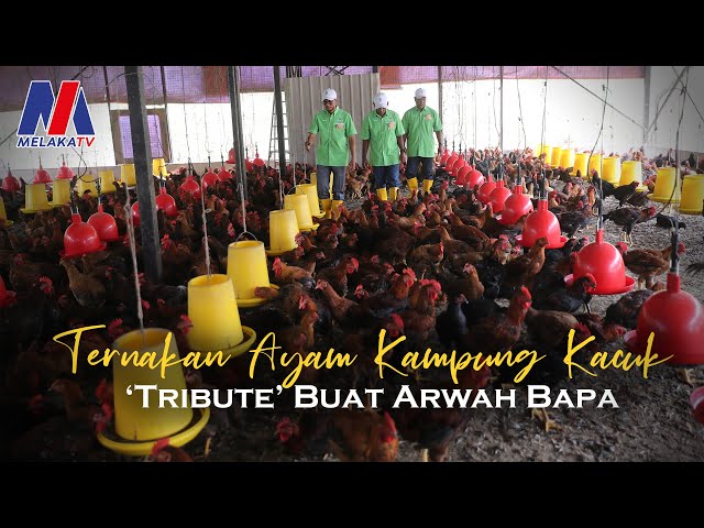 Ternakan Ayam Kampung Kacuk ‘Tribute’ Buat Arwah Bapa