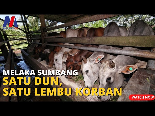 Melaka Sumbang Satu Dun, Satu Lembu Korban