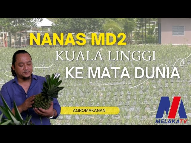 Nanas Md2 Kuala Linggi Ke Mata Dunia
