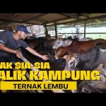 Tak Sia-Sia Balik Kampung Ternak Lembu