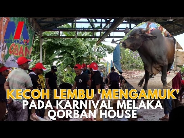 Kecoh Lembu ‘mengamuk’ Pada Karnival Melaka Qorban House