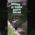 Zoo Melaka antara tarikan Melaka Bila Larut Malam