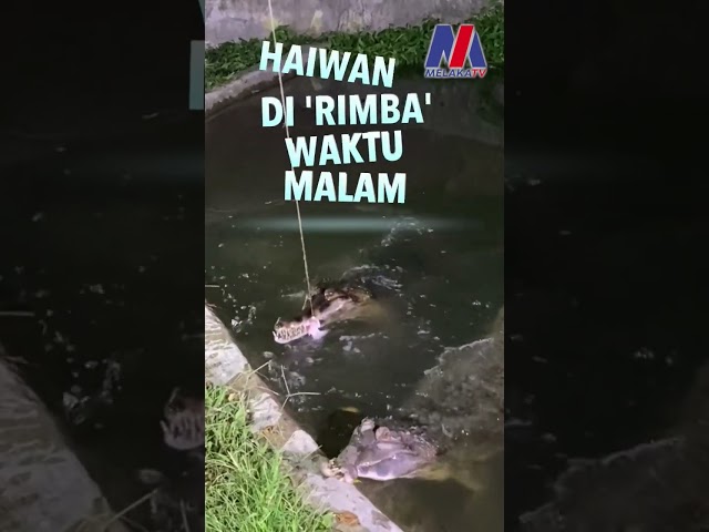 Zoo Melaka Antara Tarikan Melaka Bila Larut Malam