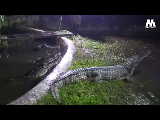 Melaka Bila Larut Malam Zoo